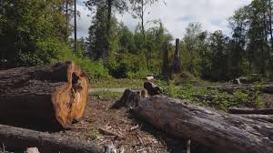 How Our Tree Care Process Works  in  Pleasant Hill, IA